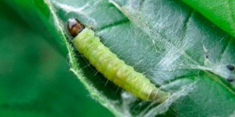 Kako se riješiti gusjenica na ružama
